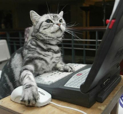 a cat using a computer